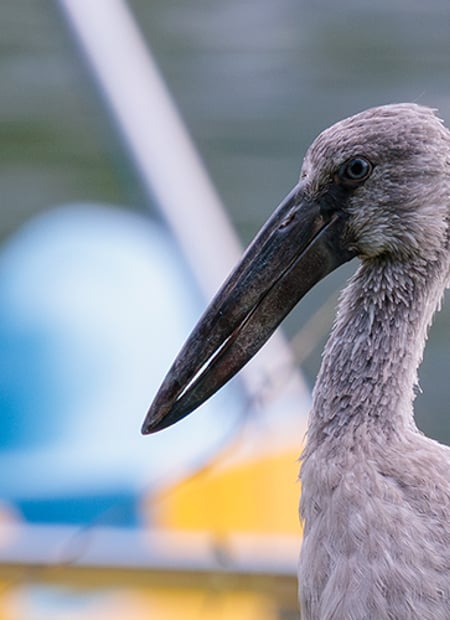 Go to Asian Openbill page
