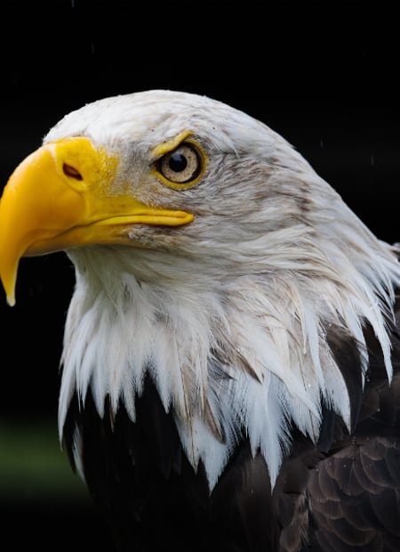 Go to Bald Eagle page