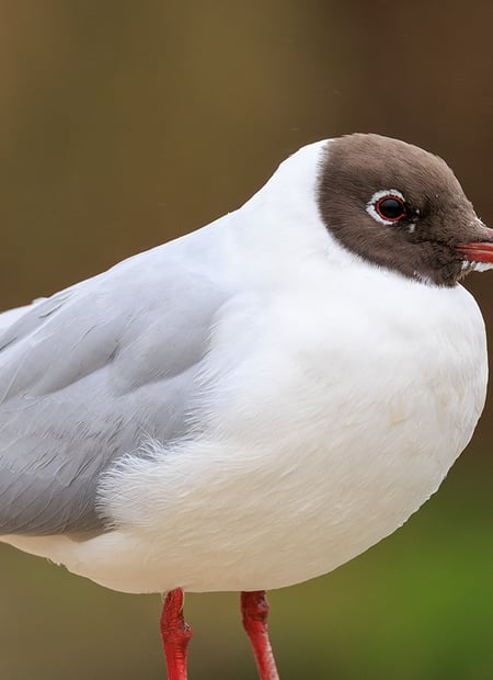 Go to Black-headed Gull page