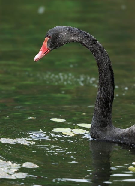 Go to Black Swan page