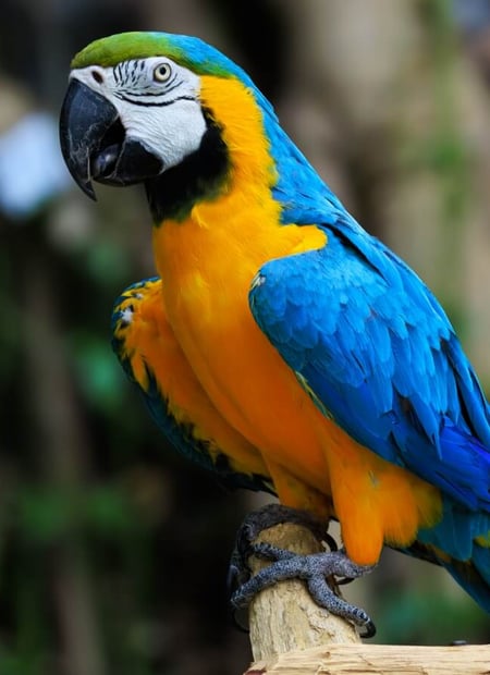 Go to Blue-and-yellow Macaw page