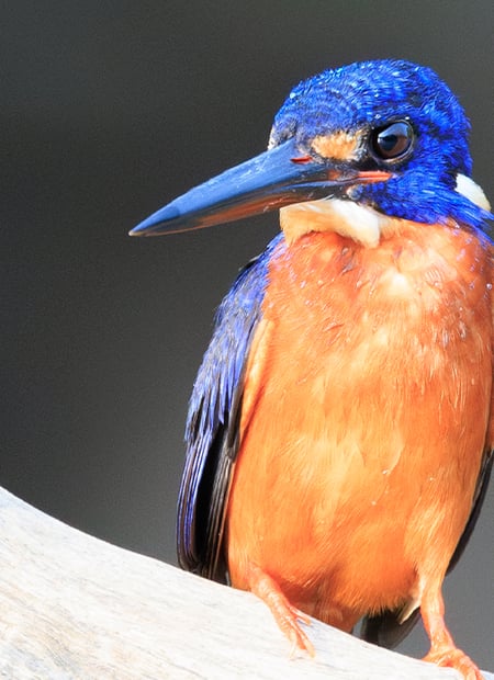 Go to Blue-eared Kingfisher page
