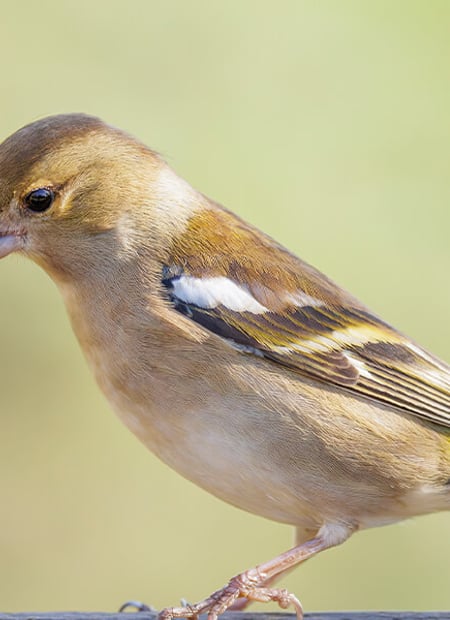 Go to Chaffinch page