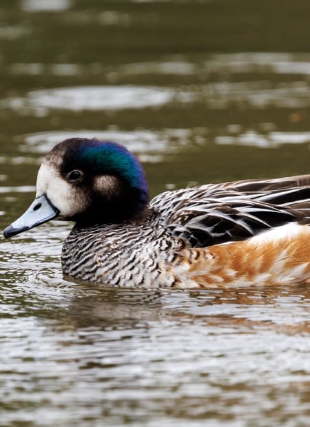 Go to Chiloé Wigeon page