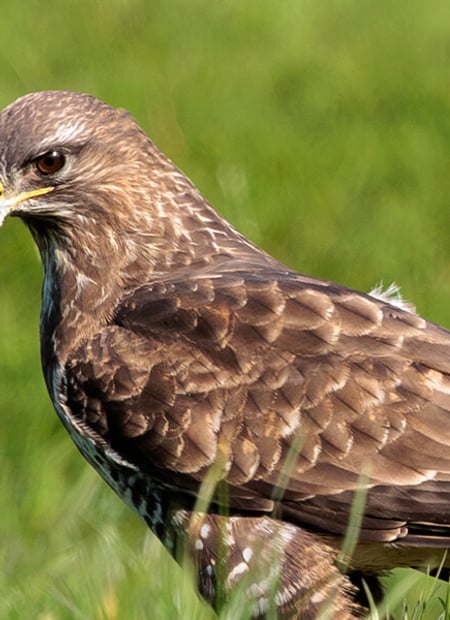 Go to Common Buzzard page