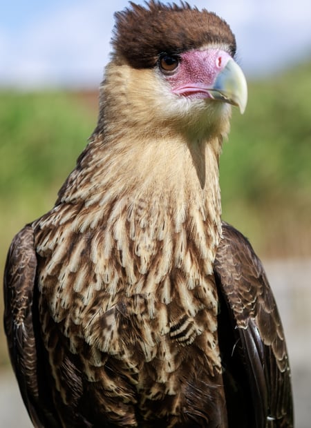 Go to Crested Caracara page