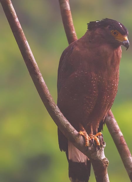 Go to Crested Serpent Eagle page