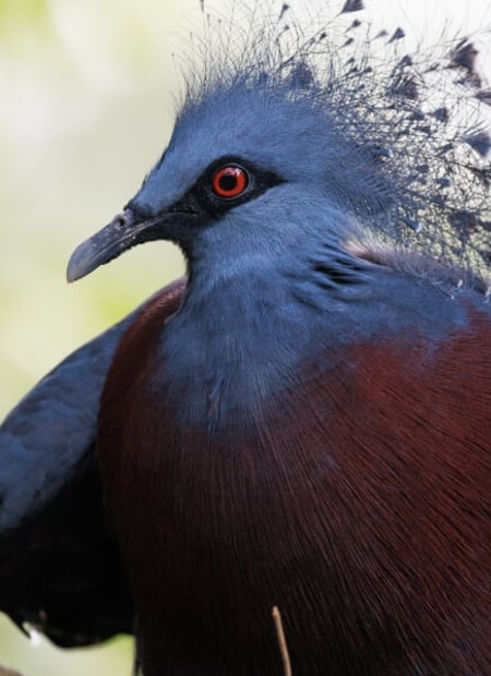 Go to Crowned Pigeon page