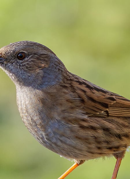 Go to Dunnock page