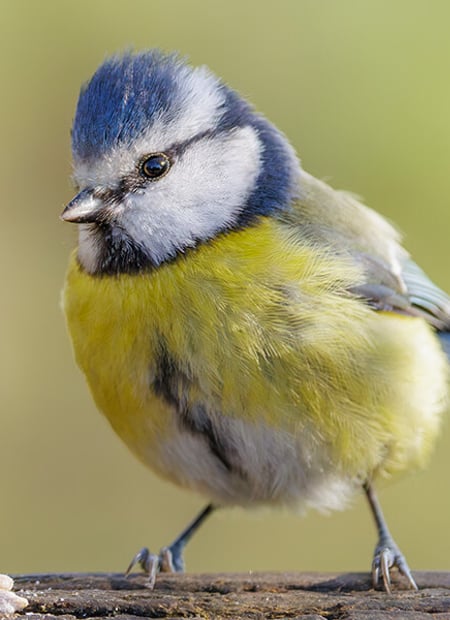 Go to Eurasian Blue Tit page