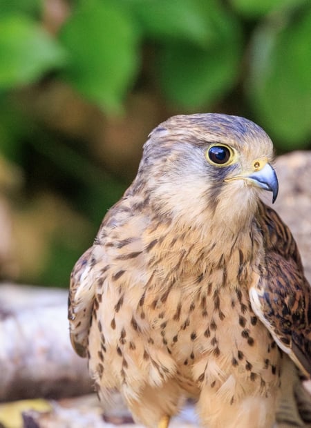 Go to Eurasian Kestrel page