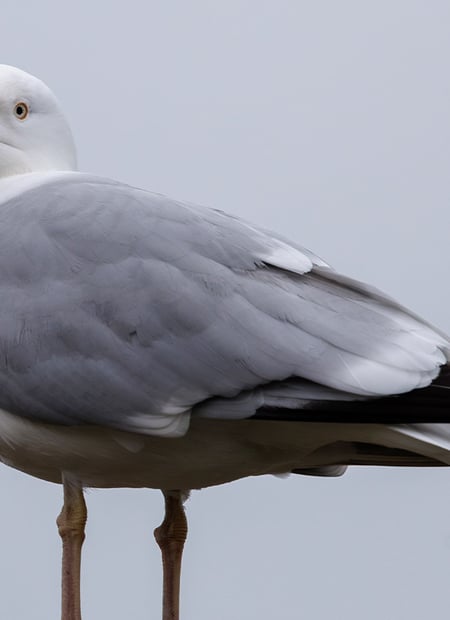 Go to European Herring Gull page