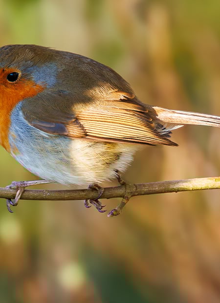 Go to European Robin page