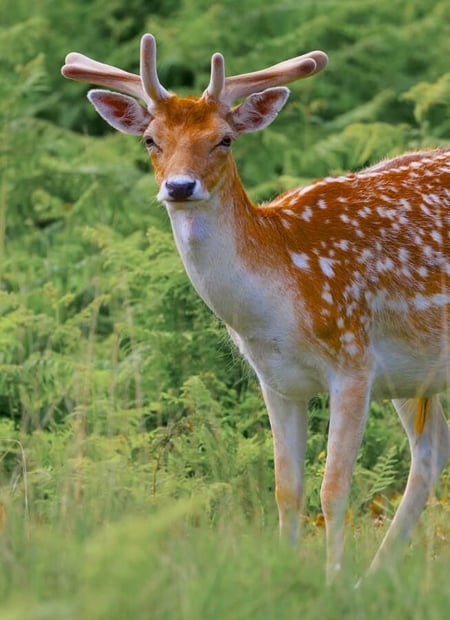 Go to Fallow Deer page