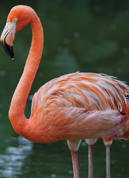 Go to American Flamingo page