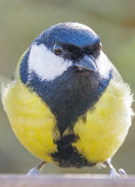 Go to Great Tit page