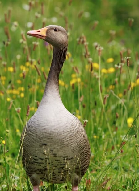 Go to Greylag Goose page