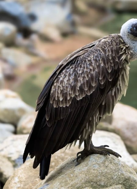 Go to Griffon Vulture page
