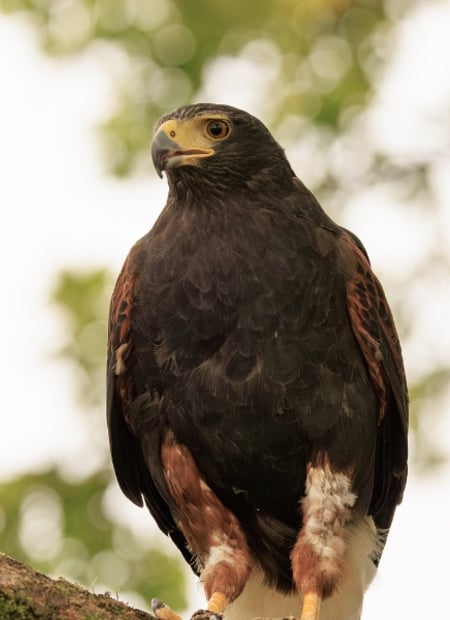 Go to Harris Hawk page