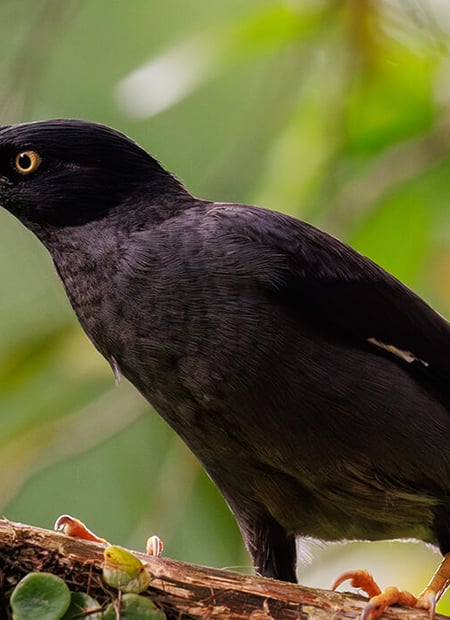 Go to Javan Myna page