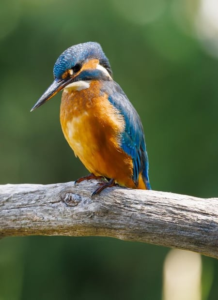 Go to Common Kingfisher page