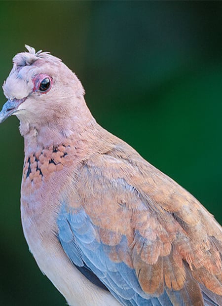 Go to Laughing Dove page