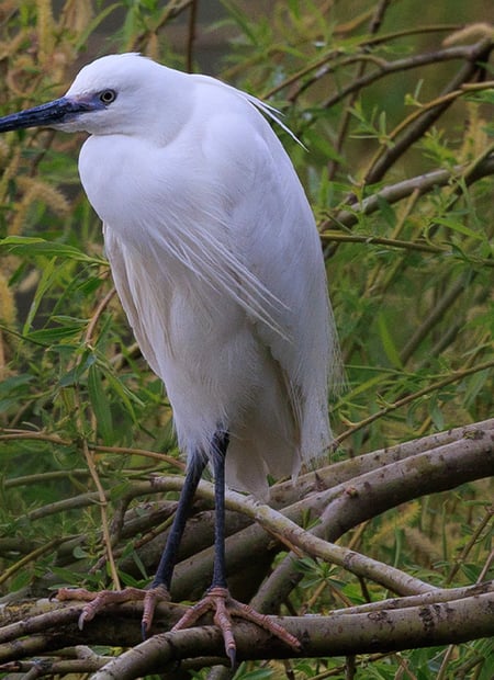 Go to Little Egret page