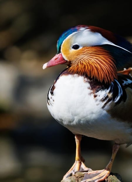 Go to Mandarin Duck page