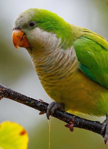Go to Monk Parakeet page