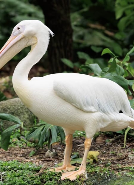 Go to Great White Pelican page