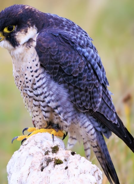 Go to Peregrine Falcon page