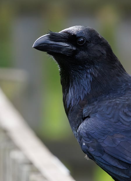 Go to Common Raven page