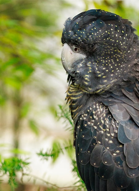 Go to Red-tailed Black Cockatoo page