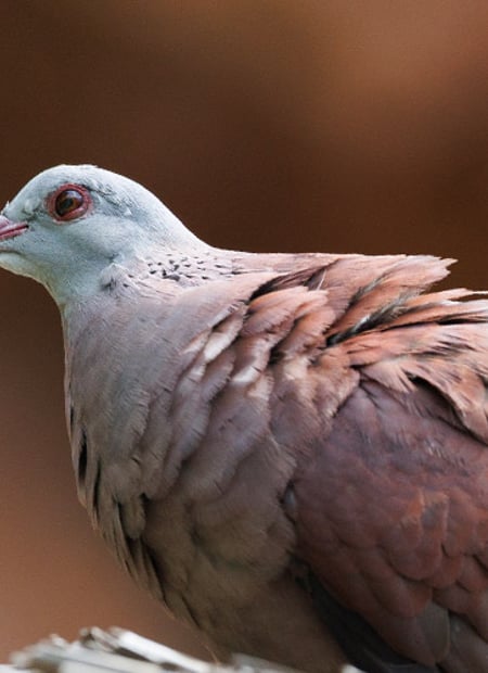 Go to Red Turtle-Dove page