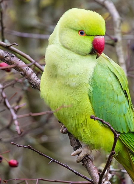 Go to Rose-ringed Parakeet page