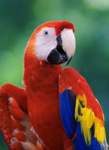 Go to Scarlet macaw page