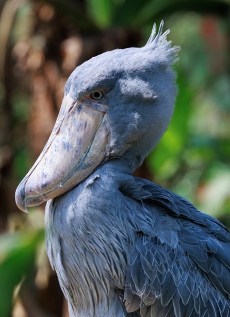 Go to Shoebill page