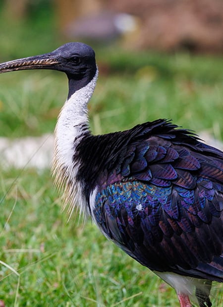 Go to Straw-necked Ibis page