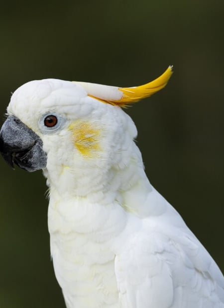 Go to Sulphur-crested Cockatoo page