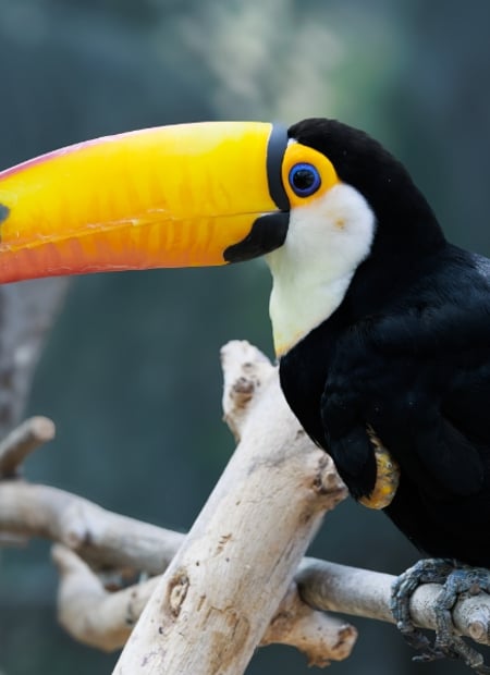 Go to Toco Toucan page