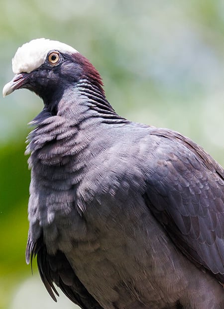 Go to White-crowned Pigeon page