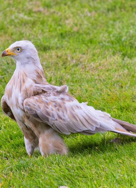 Go to White Leucistic Red Kite page