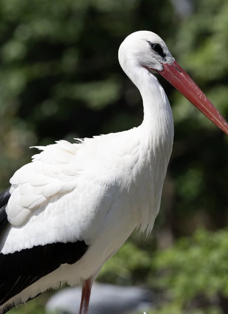 Go to White Stork page