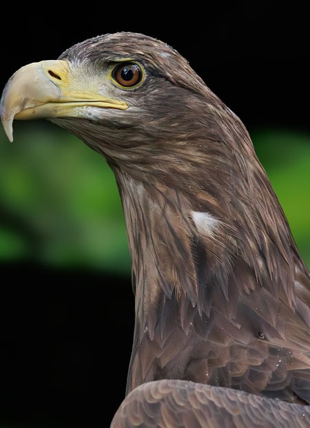 Go to White-tailed Eagle page