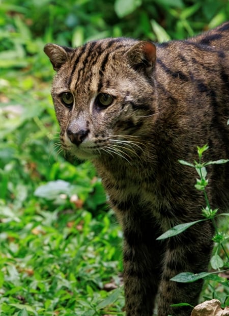 Go to Fishing Cat page
