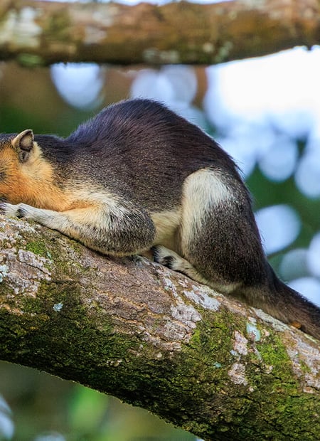 Go to Black Giant Squirrel page