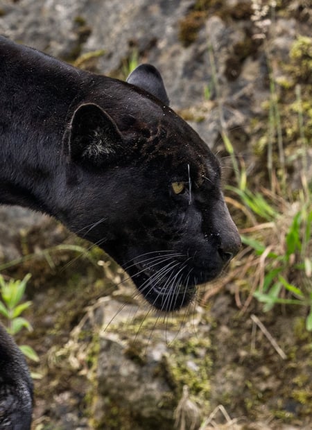 Go to Black Jaguar page