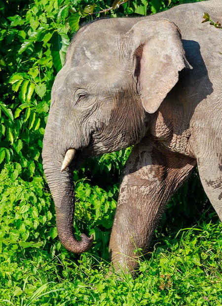 Go to Borneo Pygmy Elephant page