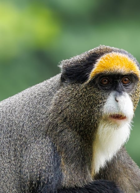 Go to De Brazza's Monkey page