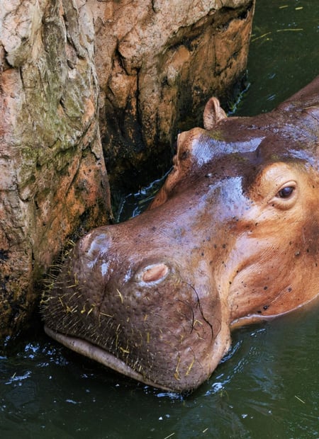 Go to Hippopotamus page